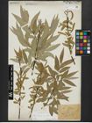 Foto von Salix alba L.